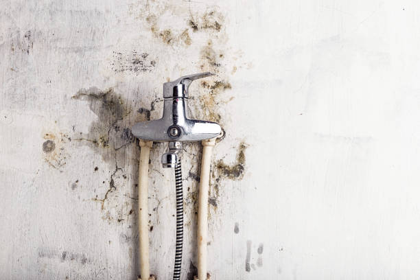 Best Certified Mold Removal  in Lugoff, SC