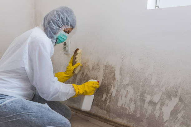 Best Attic Mold Removal  in Lugoff, SC