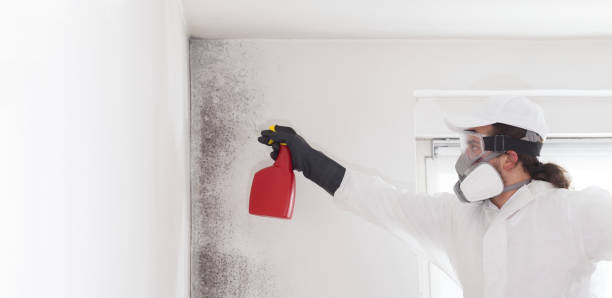 Best Local Mold Removal Service  in Lugoff, SC