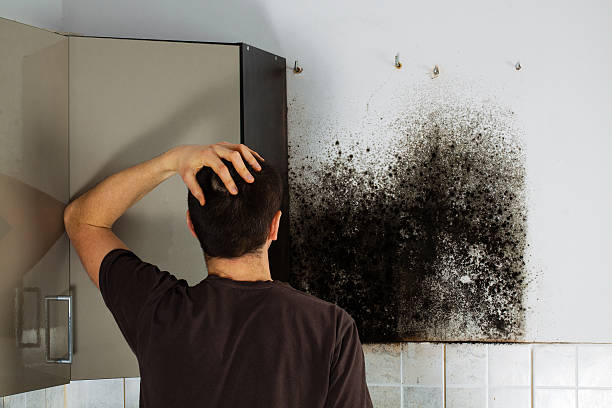 Best Mold Testing and Removal  in Lugoff, SC
