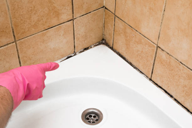 Best Mold Testing  in Lugoff, SC